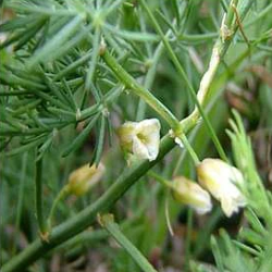 Wild Asparagus, Shatavari - Plant