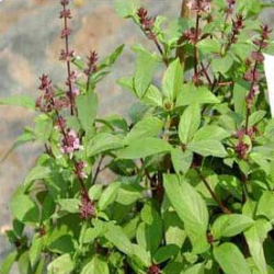 Kapoor Tulsi Plant, Blue Basil, Ocimum kilimandscharicum (Green) - Plant
