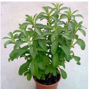 Stevia Plant, Stevia rebaudiana - Plant