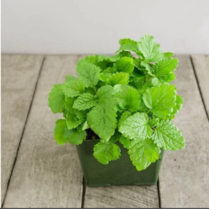 Lemon Balm - Plant