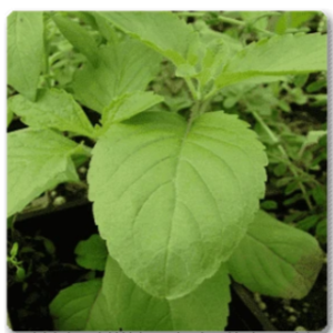 Rama Tulsi Plant, Holy Basil, Ocimum sanctum (Green) - Plant