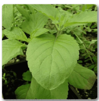 Rama Tulsi Plant, Holy Basil, Ocimum sanctum (Green) - Plant 1 Rama Tulsi Plant, Holy Basil, Ocimum sanctum (Green) - Plant