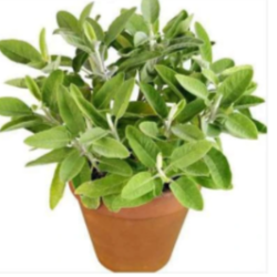Sage, Sefakuss - Plant