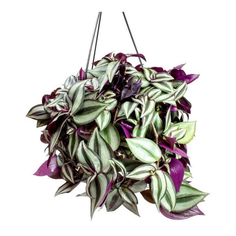 Tradescantia Zebrina - Zebrina Pendula with Hanging Basket Big 1 Tradescantia Zebrina - Zebrina Pendula with Hanging Basket Big
