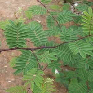 23. Catechu Tree plants ( खदिर, खैर ) Khair, Senegalia Catechu - Plant