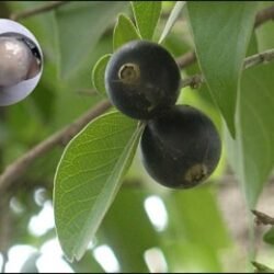 kala ankol ( काला अंकोल )