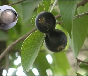 kala ankol ( काला अंकोल )