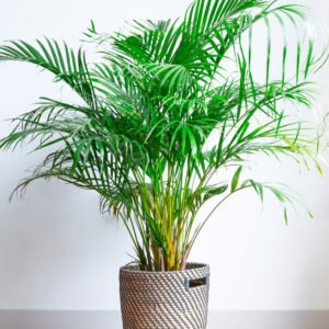 areca palm