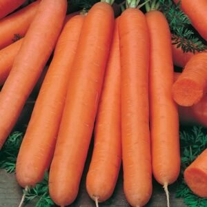 Carrot Early Nantus - Desi Vegetable Seeds