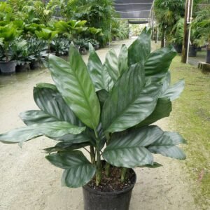 Chamaedorea Metallica Palm, Miniature Fishtail Palm - Plant