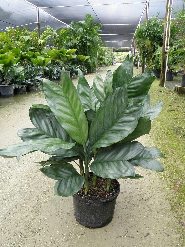 Chamaedorea Metallica Palm, Miniature Fishtail Palm - Plant 1 Chamaedorea Metallica Palm, Miniature Fishtail Palm - Plant