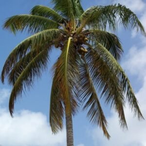Nariyal, Coconut Tree (Golden, Hybrid) - Plant