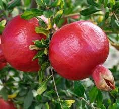 Pomegranate, Annar, Anar (Grafted) - Plant