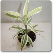 Dracaena Silver - Plant