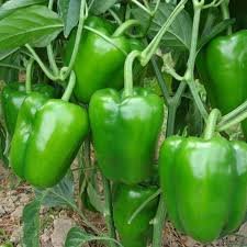 Capsicum Green - Desi Vegetable Seeds