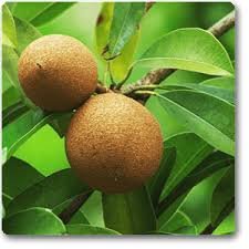 Chikoo, Sapota, Chiku Fruit (Grown Through Seeds) - Plant
