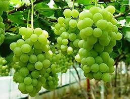 Grape, Angoor ( Grafted, Seedless ) - Plant