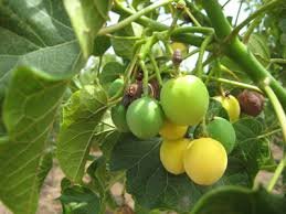 Jatropha