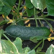 Cucumber F1 American Black - Vegetable Seeds