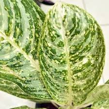 Aglaonema Brilliant - Plant 2 Aglaonema Brilliant - Plant