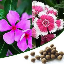 Easy gardening, Vinca - 20 Seed balls