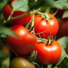 Tomato F1 Hybrid Sachriya - Seeds Tomatoes are favorite garden vegetable. 1 packet contains - 100 seeds.
