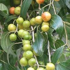 Ber Fruit, Ziziphus mauritiana (Grafted) - Plant