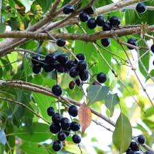 Jamun Tree, Syzygium cumini plants