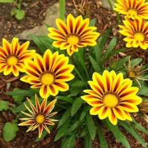 gazania flower