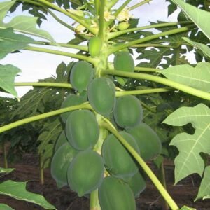 Papaya, Papita ( Grown through seeds ) - Plant