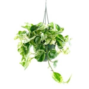 Money Plant Marble with Hanging Basket Big