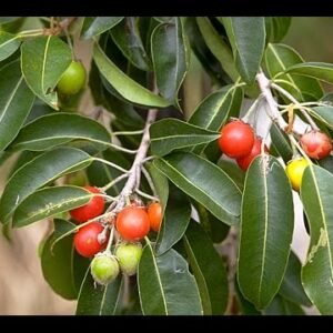 11. Mimusops elengi plants ( मौलसरी )