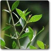 Mehndi, Mehandi - Plant