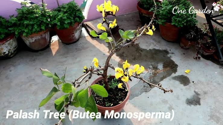 5- Years flowering plants (yellow Palash plants) 1feet 1 5- Years flowering plants (yellow Palash plants) 1feet