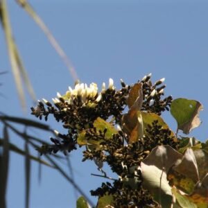 7- years flowering plants (White Palash plants) 1feet