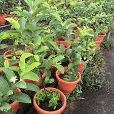 Guava Tree, Amrud, Psidium guajava (Sardar L49, Grown through seeds) - Plants