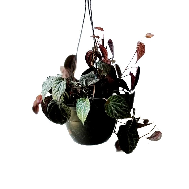 Money Plant Black with Hanging Basket 1 Money Plant Black with Hanging Basket
