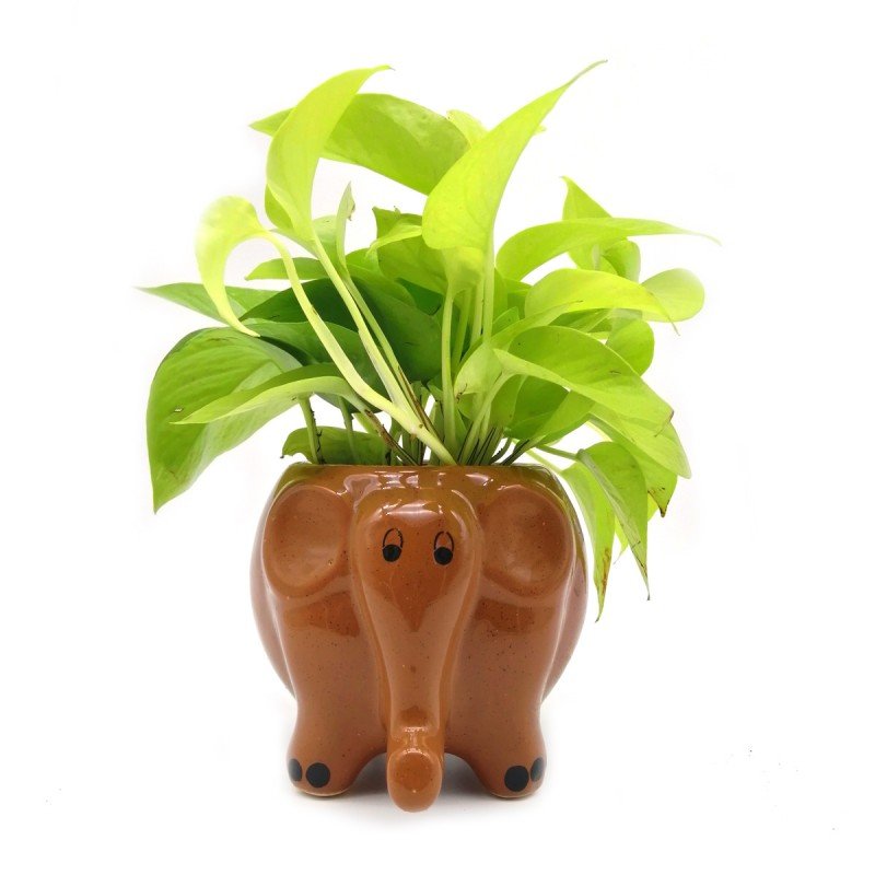 Money Plant in Coffee Elephant Ceramic Pot 1 Money Plant in Coffee Elephant Ceramic Pot