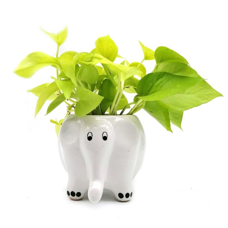Money Plant in White Elephant Ceramic Pot 1 Money Plant in White Elephant Ceramic Pot