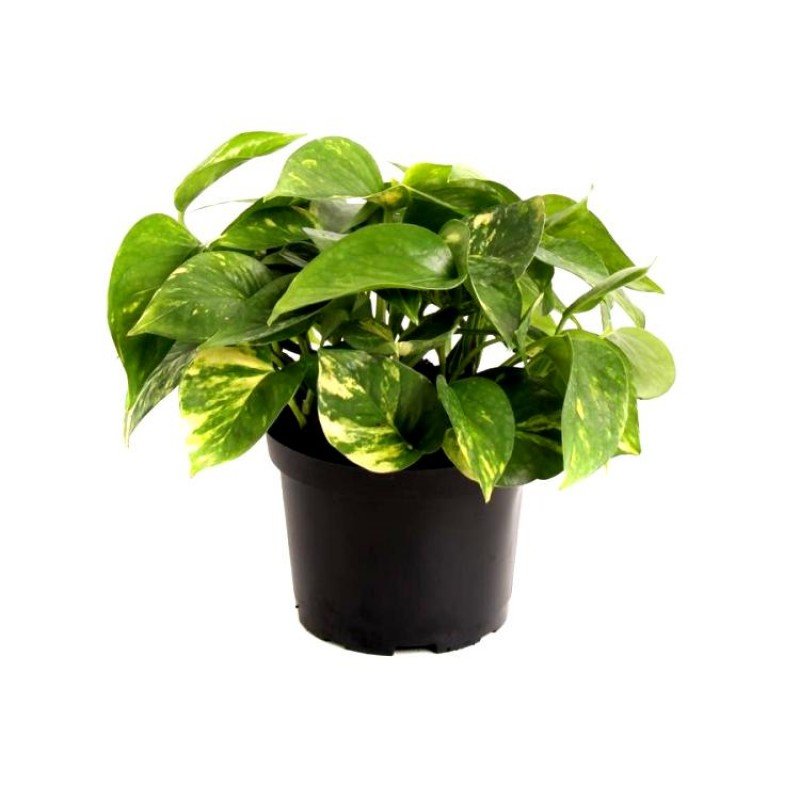 Money Plant - Golden Pothos, Devil ivy 1 Money Plant - Golden Pothos, Devil ivy