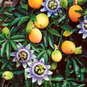 Passion Fruit Plant, Krishna Fal (Grown through seeds) - Plant