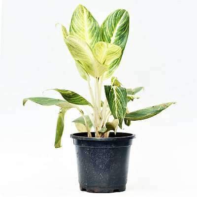 Aglaonema Brilliant - Plant 3 Aglaonema Brilliant - Plant
