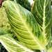 Aglaonema Brilliant - Plant 1 Aglaonema Brilliant - Plant