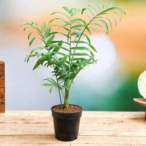 Chamaedorea elegans, Parlour Palm - Plant