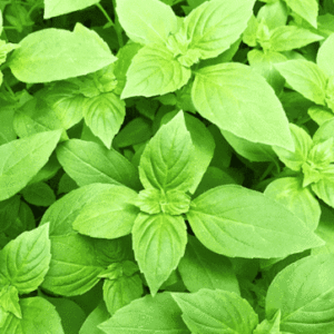 Lemon Basil, Ocimum citriodorum - Plant