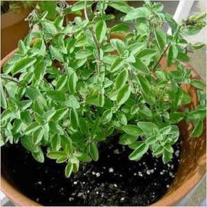 Oregano - Plant