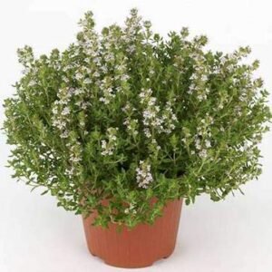 Thyme, Thymus vulgaris - Plant