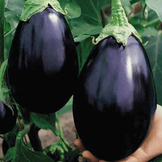 Egg Plant Black Beauty - Vegetable Seeds 1 Egg Plant Black Beauty - Vegetable Seeds