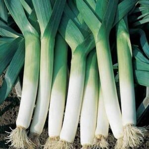 Leek Bunching - Vegetable Seeds