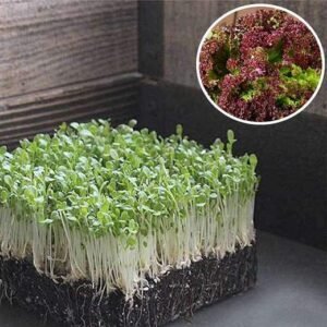 Lettuce Salad Lollo Rosso - Microgreen Seeds